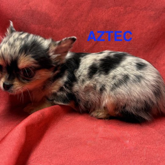 chiot Chihuahua Poil Long ABRIC chihuahua Domaine de la Chantelaie  