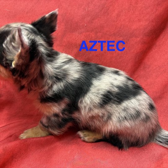 chiot Chihuahua Poil Long ABRIC chihuahua Domaine de la Chantelaie  