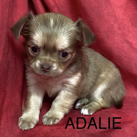 chiot Chihuahua Poil Long ADALIE chihuahua à réserver Domaine de la Chantelaie  