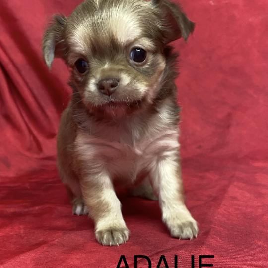 chiot Chihuahua Poil Long ADALIE chihuahua à réserver Domaine de la Chantelaie  