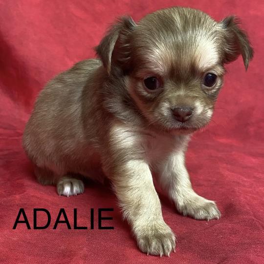 chiot Chihuahua Poil Long ADALIE chihuahua à réserver Domaine de la Chantelaie  