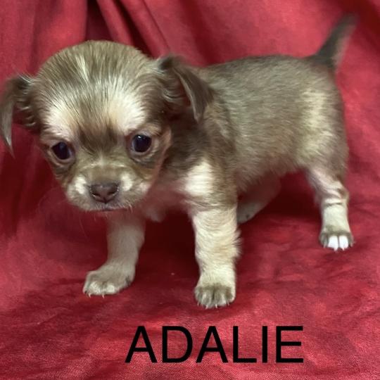 chiot Chihuahua Poil Long ADALIE chihuahua à réserver Domaine de la Chantelaie  