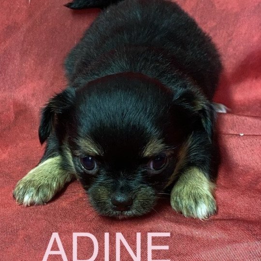 chiot Chihuahua Poil Long ADINE chihuahua à réserver Domaine de la Chantelaie  