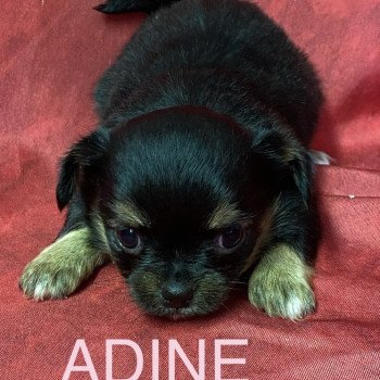 ADINE chihuahua à réserver Femelle Chihuahua Poil Long