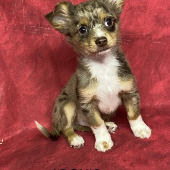 ADONIS chihuahua Mâle Chihuahua Poil Long