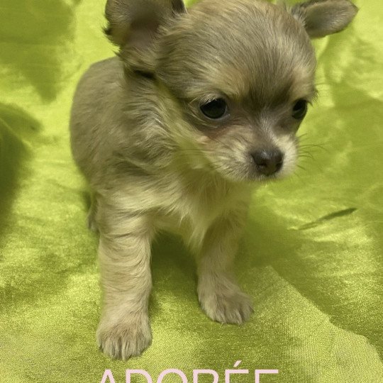 chiot Chihuahua Poil Long ADORÉE chihuahua à réserver Domaine de la Chantelaie  