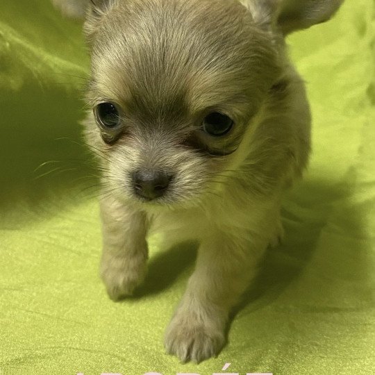 chiot Chihuahua Poil Long ADORÉE chihuahua à réserver Domaine de la Chantelaie  