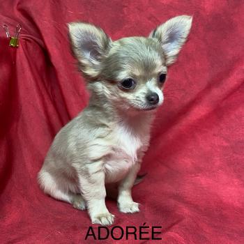 ADORÉE chihuahua mini à réserver Femelle Chihuahua Poil Long