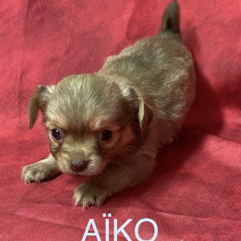 AÎKO chihuahua à réserver Mâle Chihuahua Poil Long
