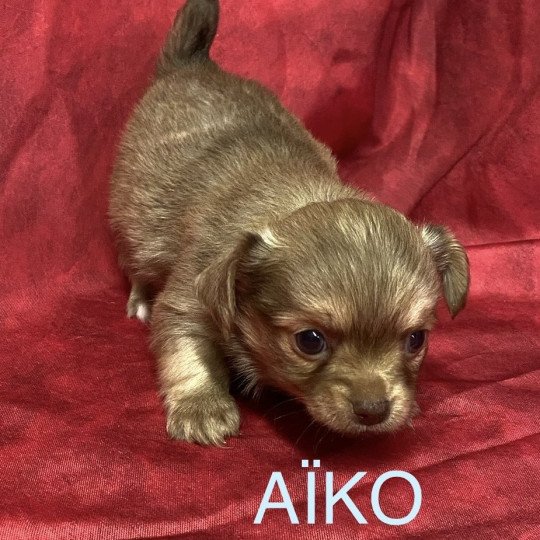 chiot Chihuahua Poil Long AÎKO chihuahua à réserver Domaine de la Chantelaie  