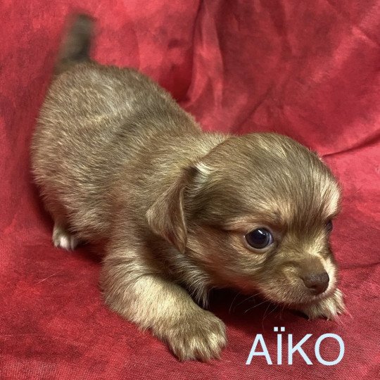 chiot Chihuahua Poil Long AÎKO chihuahua à réserver Domaine de la Chantelaie  