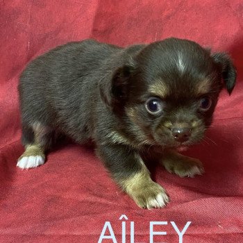 AÎLEY chihuahua à réserver Mâle Chihuahua Poil Long