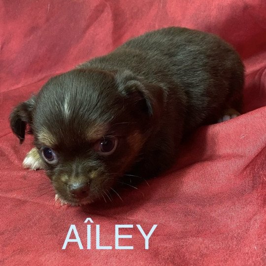 chiot Chihuahua Poil Long AÎLEY chihuahua à réserver Domaine de la Chantelaie  
