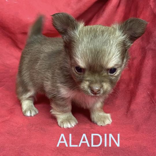 chiot Chihuahua Poil Long ALADIN chihuahua à réserver Domaine de la Chantelaie  