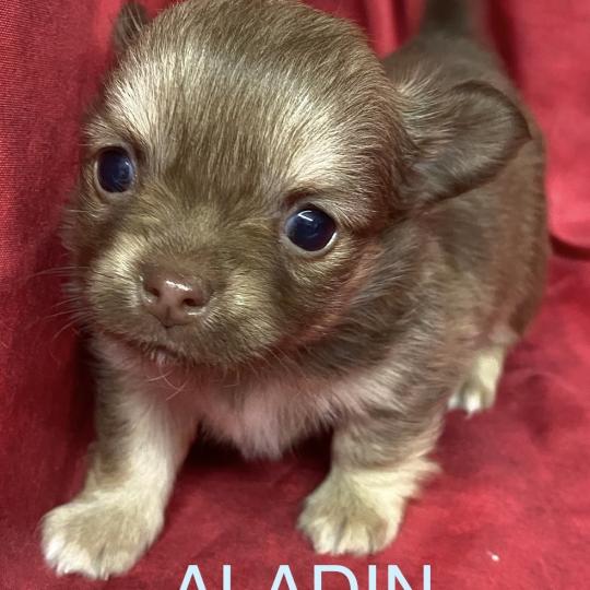 chiot Chihuahua Poil Long ALADIN chihuahua à réserver Domaine de la Chantelaie  