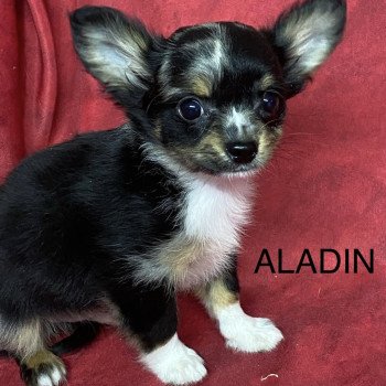 ALADIN chihuahua Mâle Chihuahua Poil Long