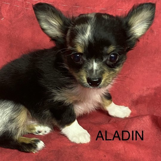 chiot Chihuahua Poil Long ALADIN chihuahua Domaine de la Chantelaie  