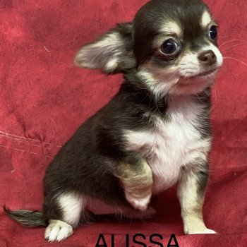 ALISSA chihuahua pl Mâle Chihuahua Poil Long