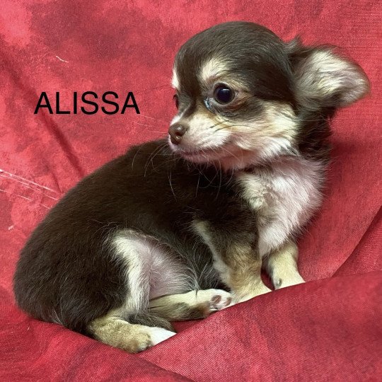 chiot Chihuahua Poil Long ALISSA chihuahua pl Domaine de la Chantelaie  