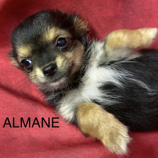 chiot Chihuahua Poil Long ALMANE chihuahua Domaine de la Chantelaie  