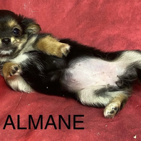 chiot Chihuahua Poil Long ALMANE chihuahua Domaine de la Chantelaie  