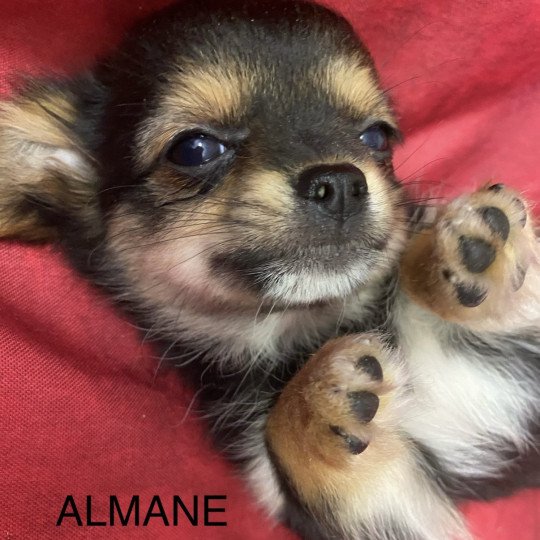 chiot Chihuahua Poil Long ALMANE chihuahua Domaine de la Chantelaie  