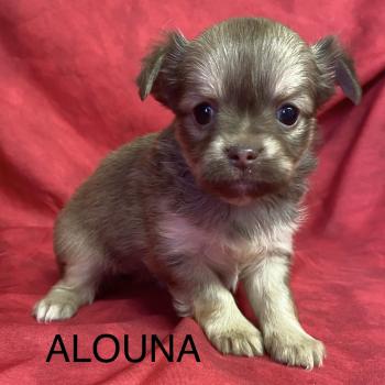 ALOUNA chihuahua à réserver Femelle Chihuahua Poil Long