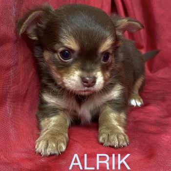ALRIK chihuahua à réserver Mâle Chihuahua Poil Long