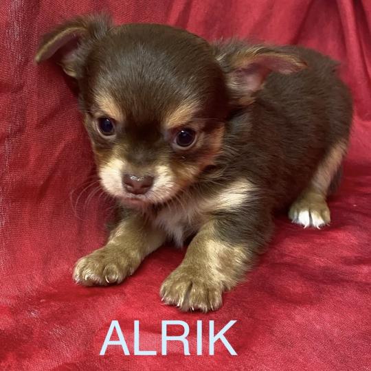 chiot Chihuahua Poil Long ALRIK chihuahua à réserver Domaine de la Chantelaie  