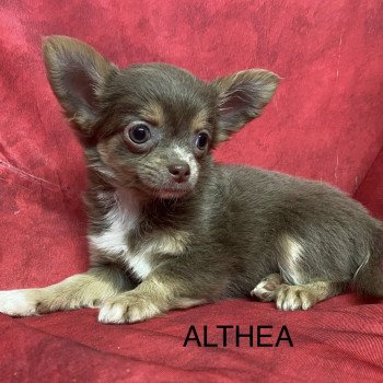 ALTHÉA chihuahua pl Femelle Chihuahua Poil Long