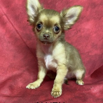 ALVEN Mâle Chihuahua Poil Long