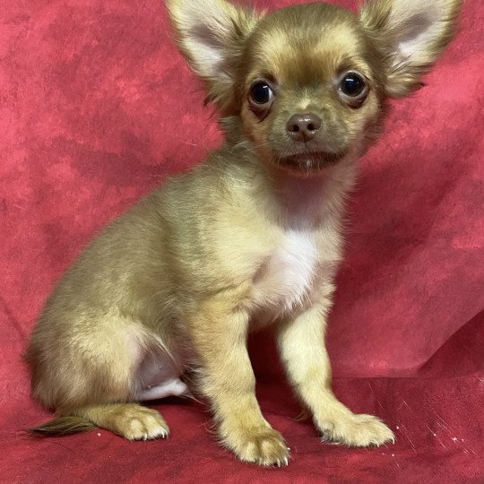 chiot Chihuahua Poil Long ALVEN Domaine de la Chantelaie  