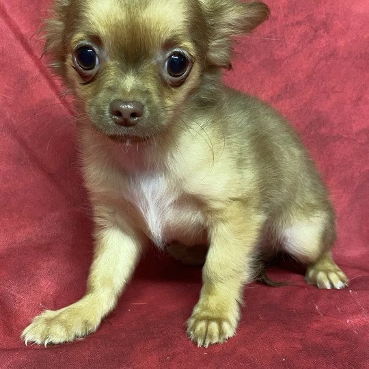 chiot Chihuahua Poil Long ALVEN Domaine de la Chantelaie  