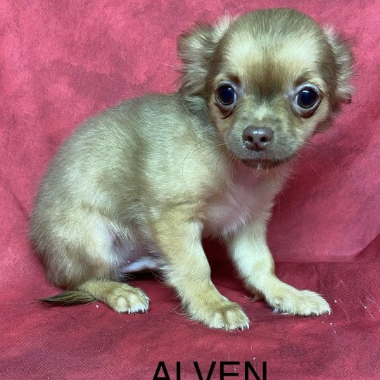 chiot Chihuahua Poil Long ALVEN Domaine de la Chantelaie  