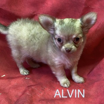 ALVIN chihuahua pl Mâle Chihuahua Poil Long