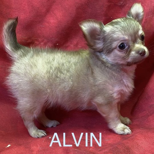 chiot Chihuahua Poil Long ALVIN chihuahua pl Domaine de la Chantelaie  