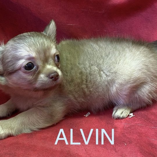 chiot Chihuahua Poil Long ALVIN chihuahua pl Domaine de la Chantelaie  