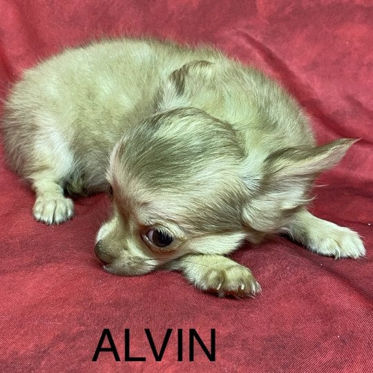 chiot Chihuahua Poil Long ALVIN chihuahua pl Domaine de la Chantelaie  