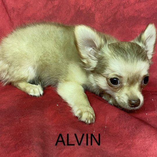 chiot Chihuahua Poil Long ALVIN chihuahua pl Domaine de la Chantelaie  