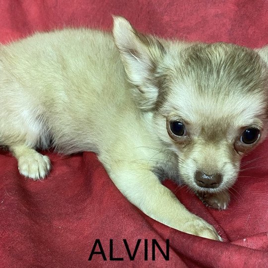 chiot Chihuahua Poil Long ALVIN chihuahua pl Domaine de la Chantelaie  
