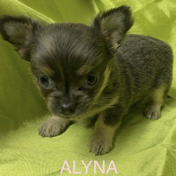 ALYNA chihuahua à réserver Femelle Chihuahua Poil Long