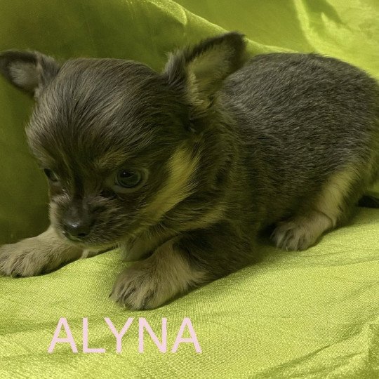 chiot Chihuahua Poil Long ALYNA chihuahua à réserver Domaine de la Chantelaie  