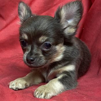 ALYNA chihuahua Femelle Chihuahua Poil Long