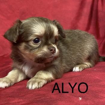 ALYO chihuahua à réserver Mâle Chihuahua Poil Long
