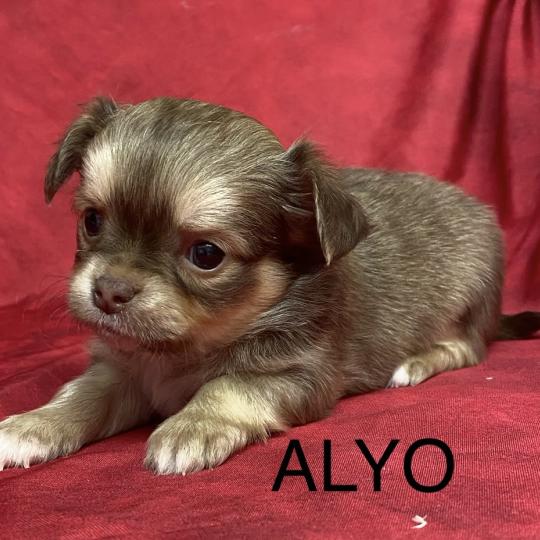 chiot Chihuahua Poil Long ALYO chihuahua à réserver Domaine de la Chantelaie  