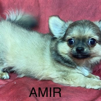 AMIR chihuahua Mâle Chihuahua Poil Long