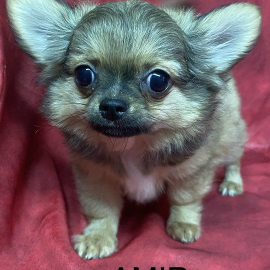 chiot Chihuahua Poil Long AMIR chihuahua Domaine de la Chantelaie  