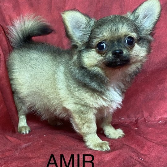 chiot Chihuahua Poil Long AMIR chihuahua Domaine de la Chantelaie  