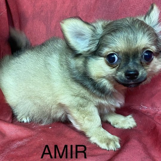 chiot Chihuahua Poil Long AMIR chihuahua Domaine de la Chantelaie  