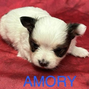 AMORY chihuahua à réserver Mâle Chihuahua Poil Long